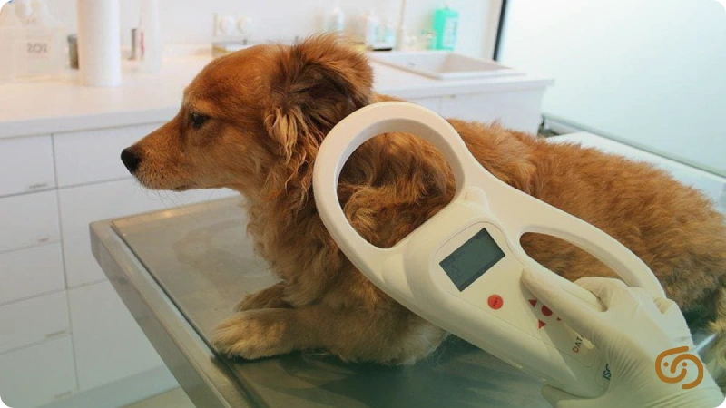 نصب میکروچیپ روی حیوانات خانگی برای رفتن به خارج کشور